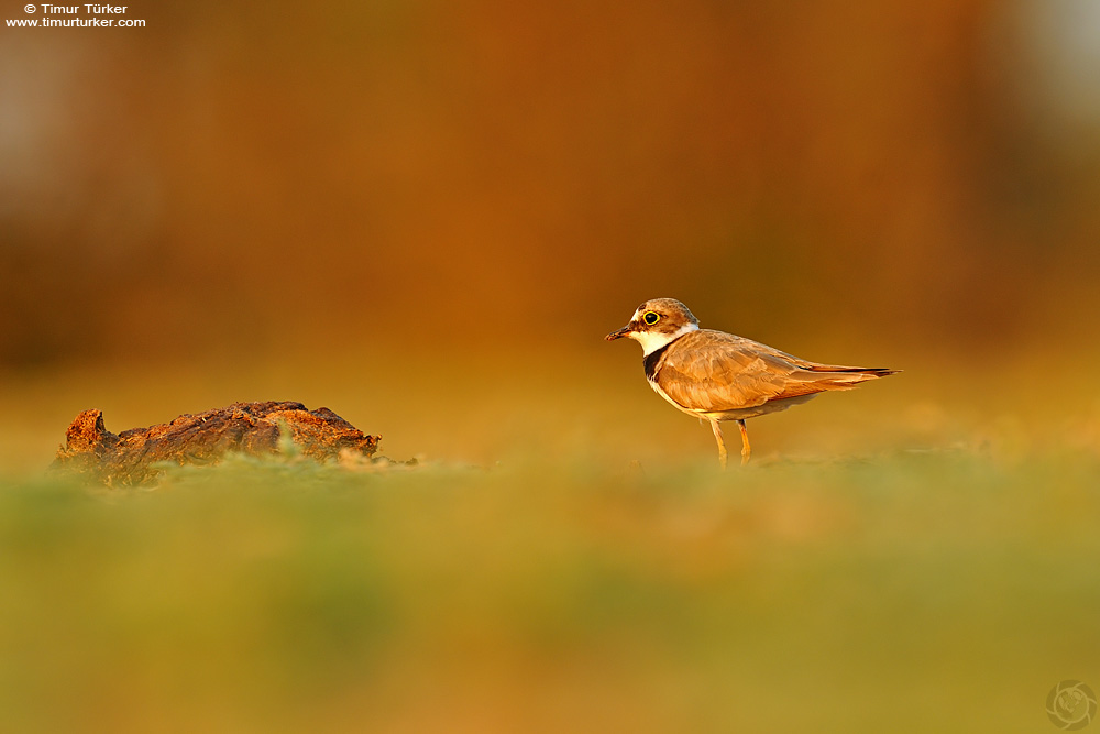 Halkalı küçük cılıbıt
