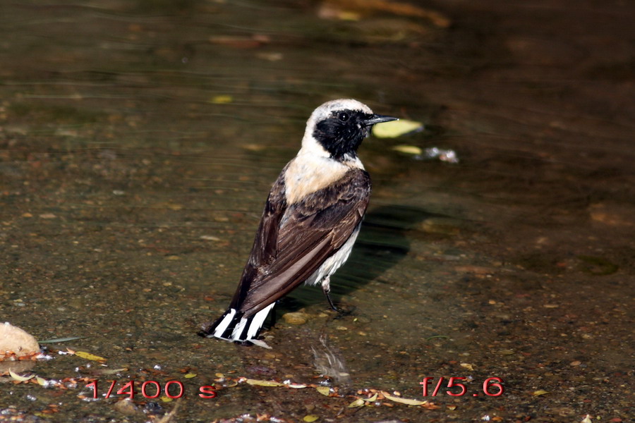 Karakulaklı kuyrukkakan