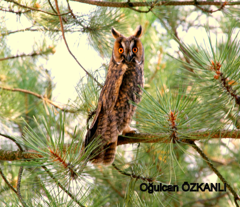 Kulaklı orman baykuşu