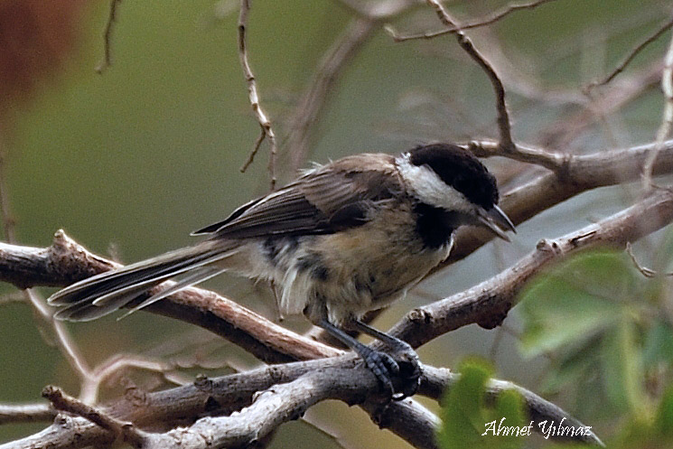 Akyanaklı baştankara