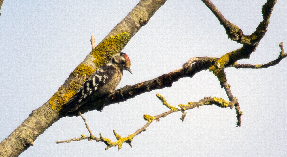 Küçük ağaçkakan