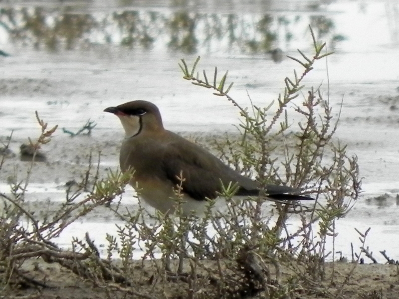 Bataklıkkırlangıcı