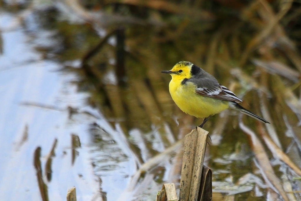 Sarıbaşlı kuyruksallayan