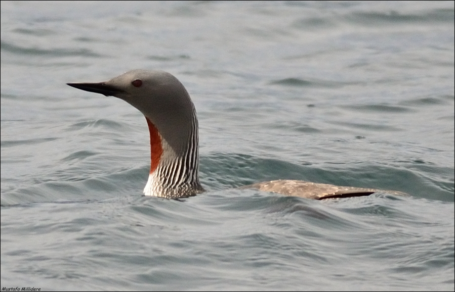 Kızılgerdanlı dalgıç