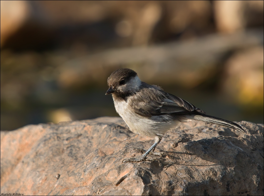 Akyanaklı baştankara