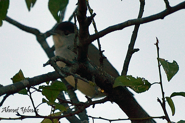 Karabaşlı ötleğen