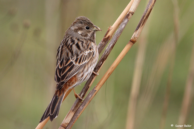 Akbaşlı kirazkuşu