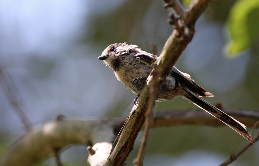 Uzunkuyruklu baştankara