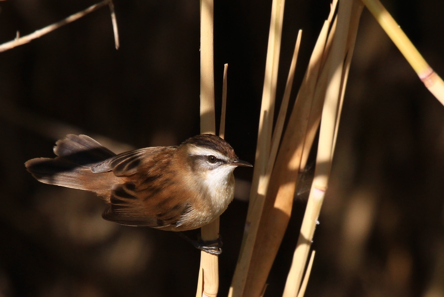 Bıyıklı kamışçın