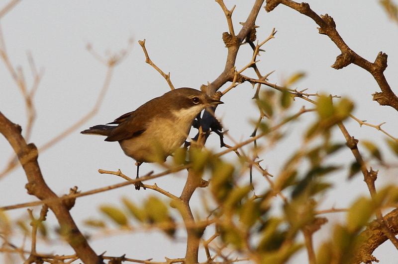 Küçük akgerdanlı ötleğen