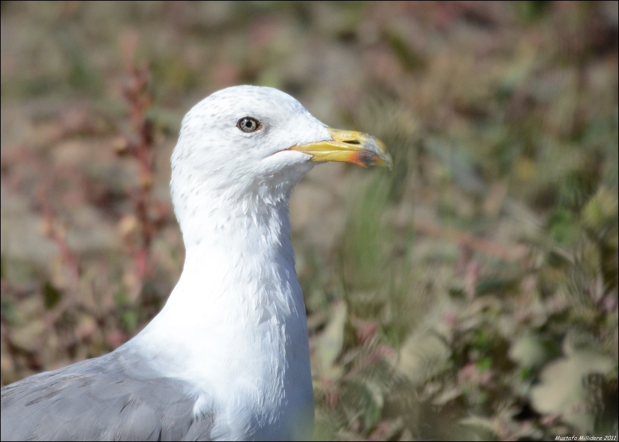 Van gölü martısı