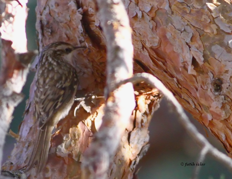 Orman tırmaşıkkuşu