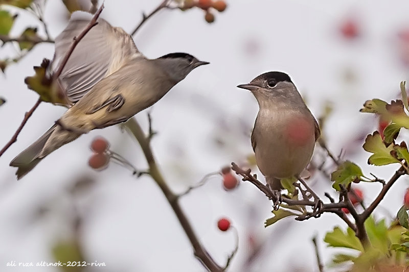 Karabaşlı ötleğen