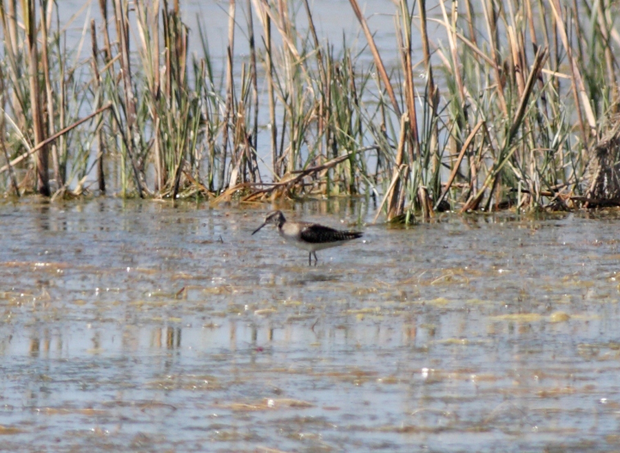 Orman düdükçünü