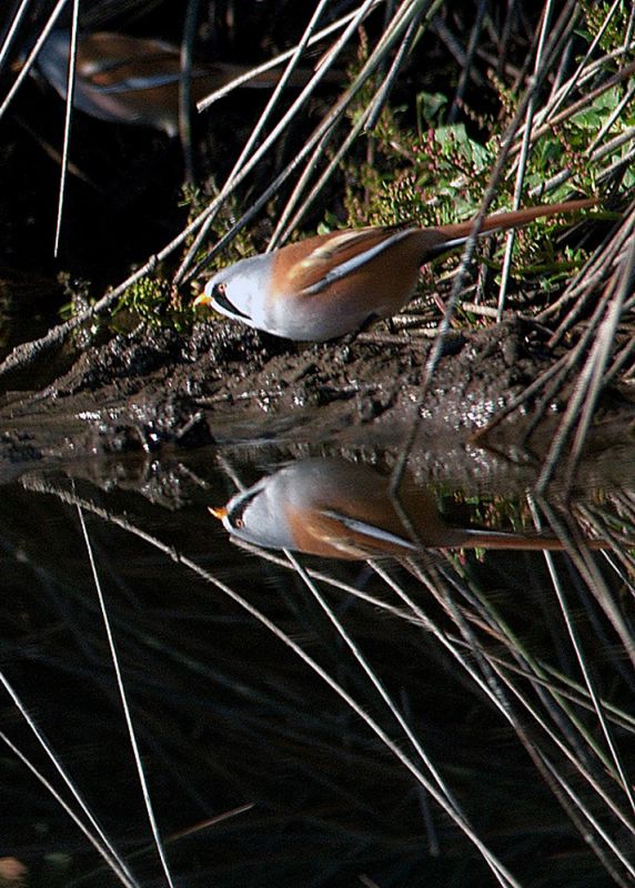 Bıyıklı baştankara