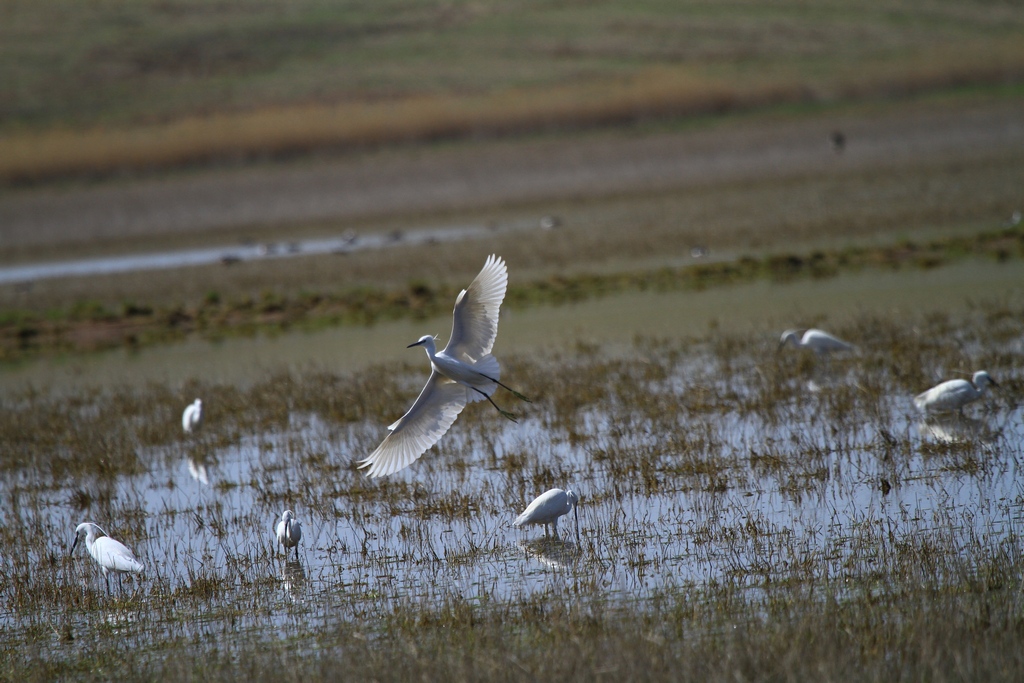 Küçük ak balıkçıl