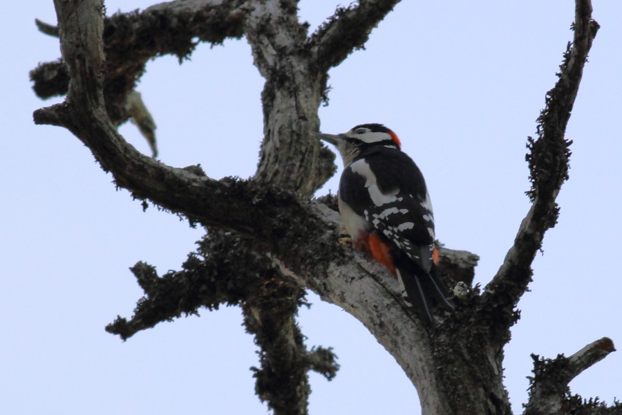 Orman alaca ağaçkakanı
