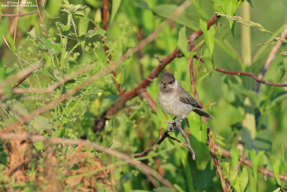 Akyanaklı baştankara