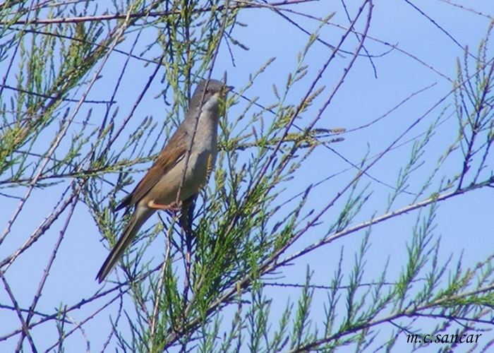 Akgerdanlı ötleğen