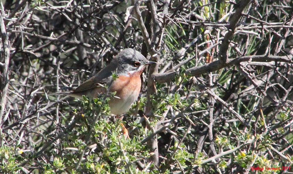 Bıyıklı ötleğen