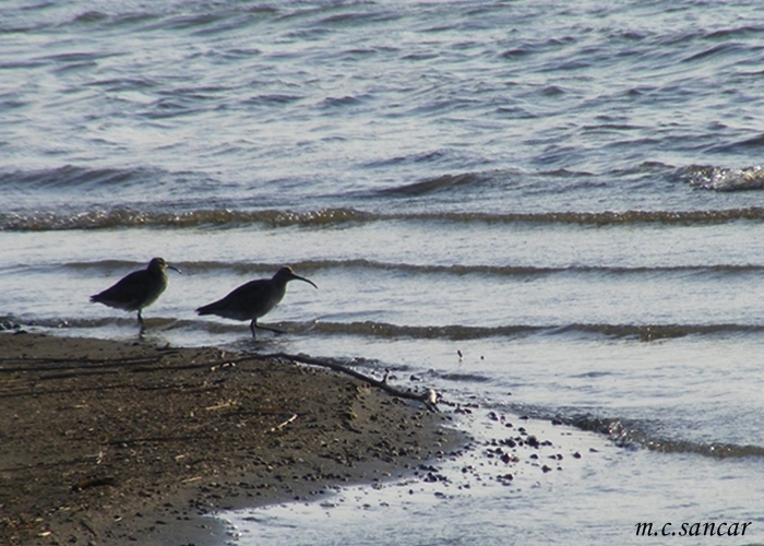 Sürmeli kervançulluğu