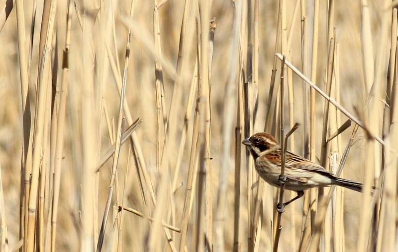 Bataklık Kirazkuşu