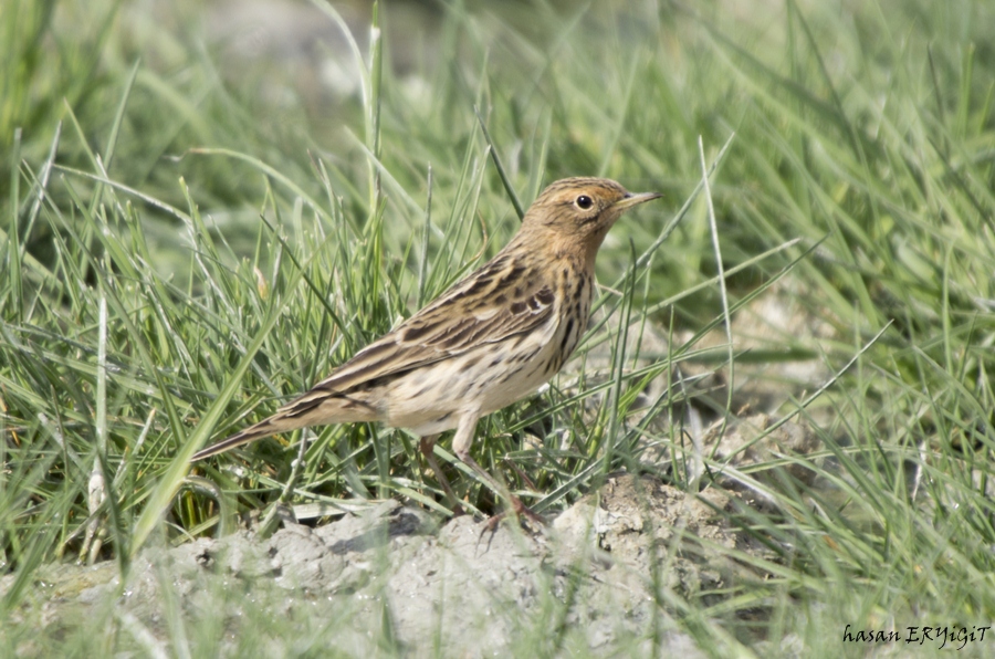 Kızılgerdanlı incirkuşu