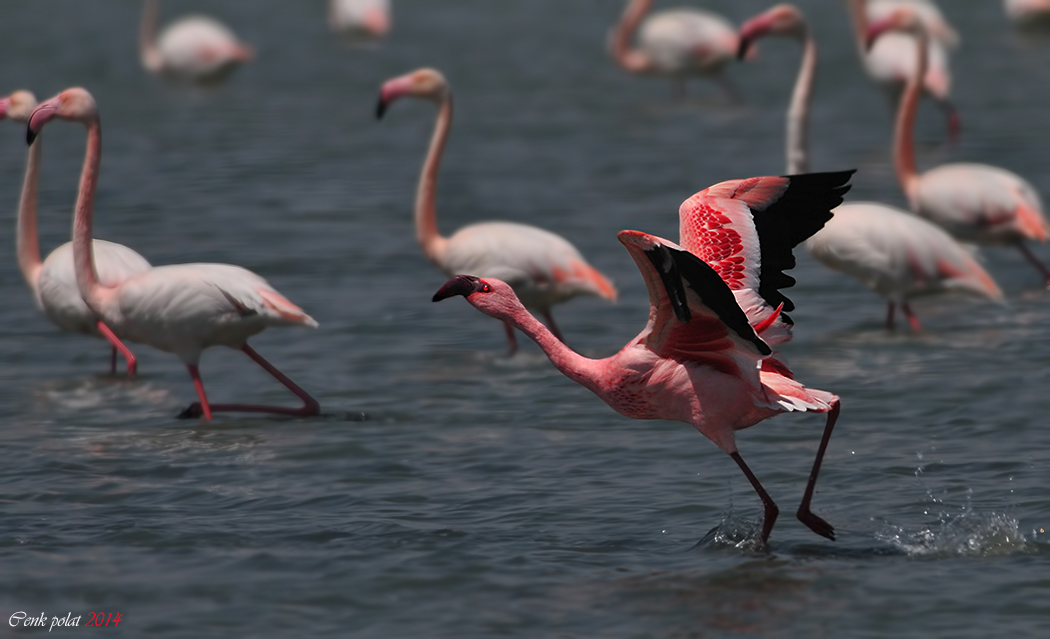 Küçük flamingo