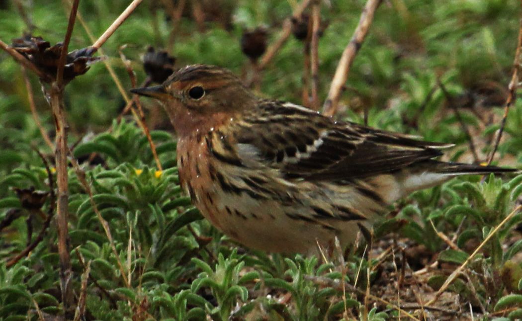Kızılgerdanlı incirkuşu