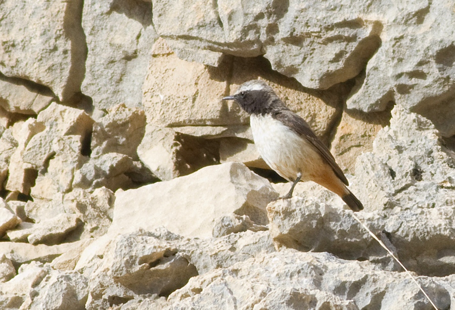 Kızılca kuyrukkakan