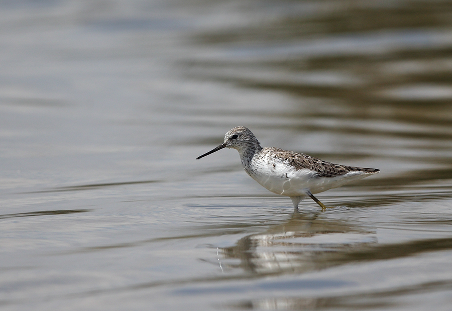 Bataklık düdükçünü