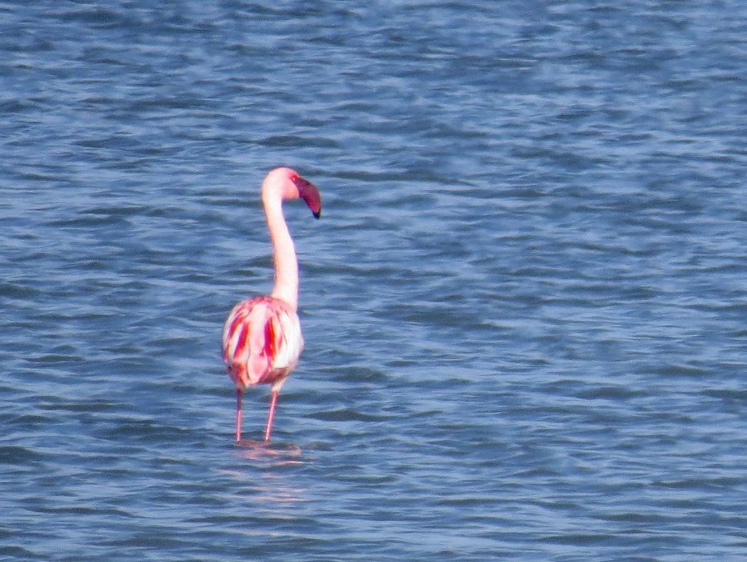 Küçük flamingo