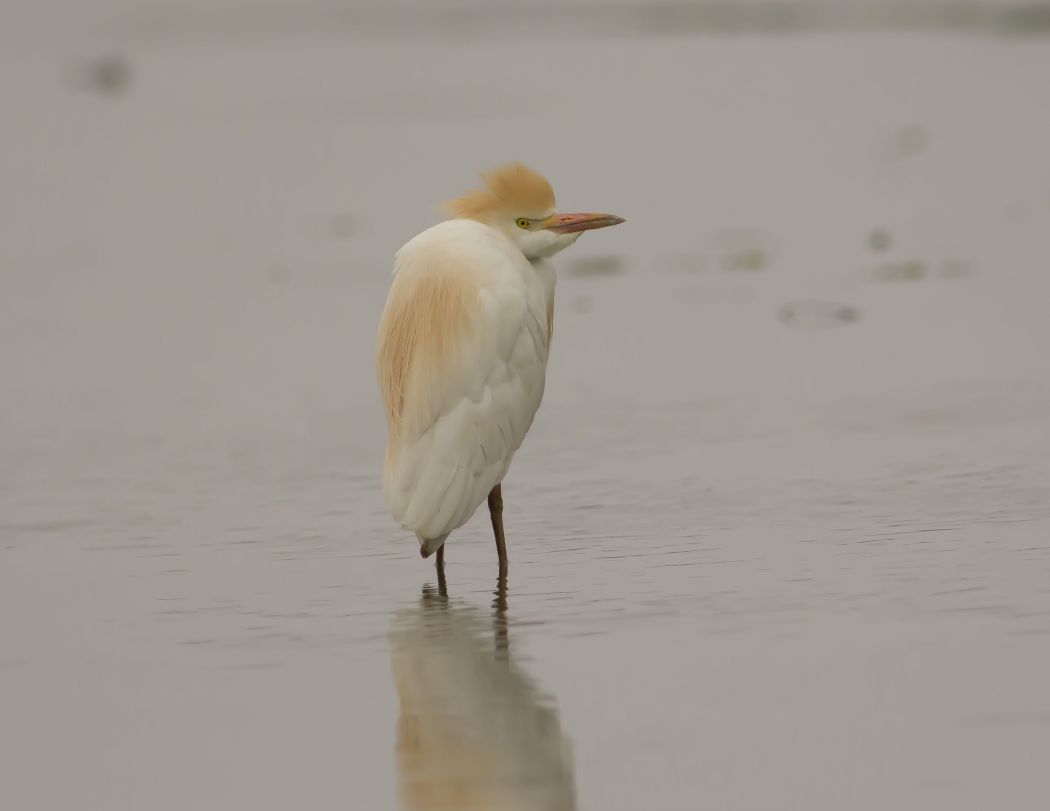 Sığır balıkçılı