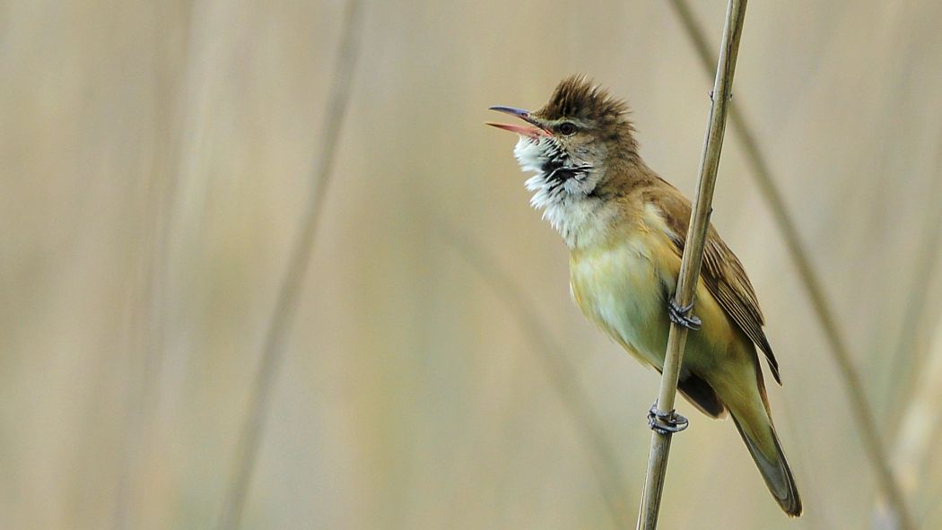 Büyük kamışçın