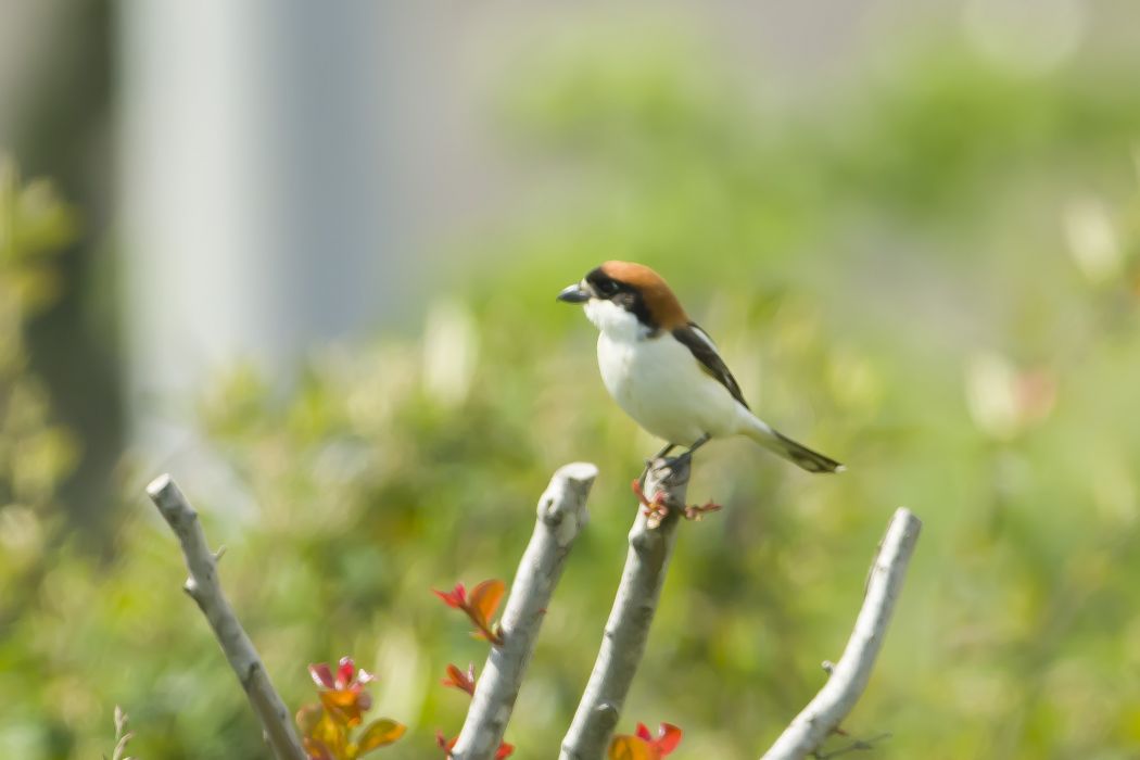 Kızılbaşlı örümcekkuşu