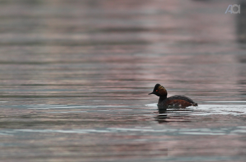 Karaboyunlu batağan