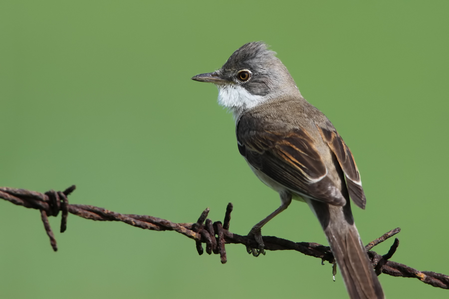Akgerdanlı ötleğen