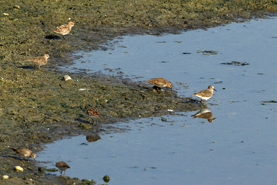 Sarıbacaklı kumkuşu