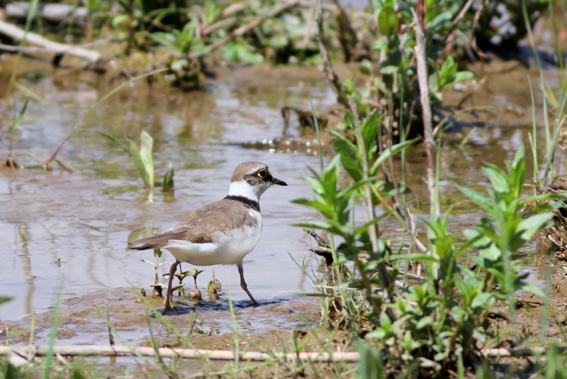 Halkalı küçük cılıbıt