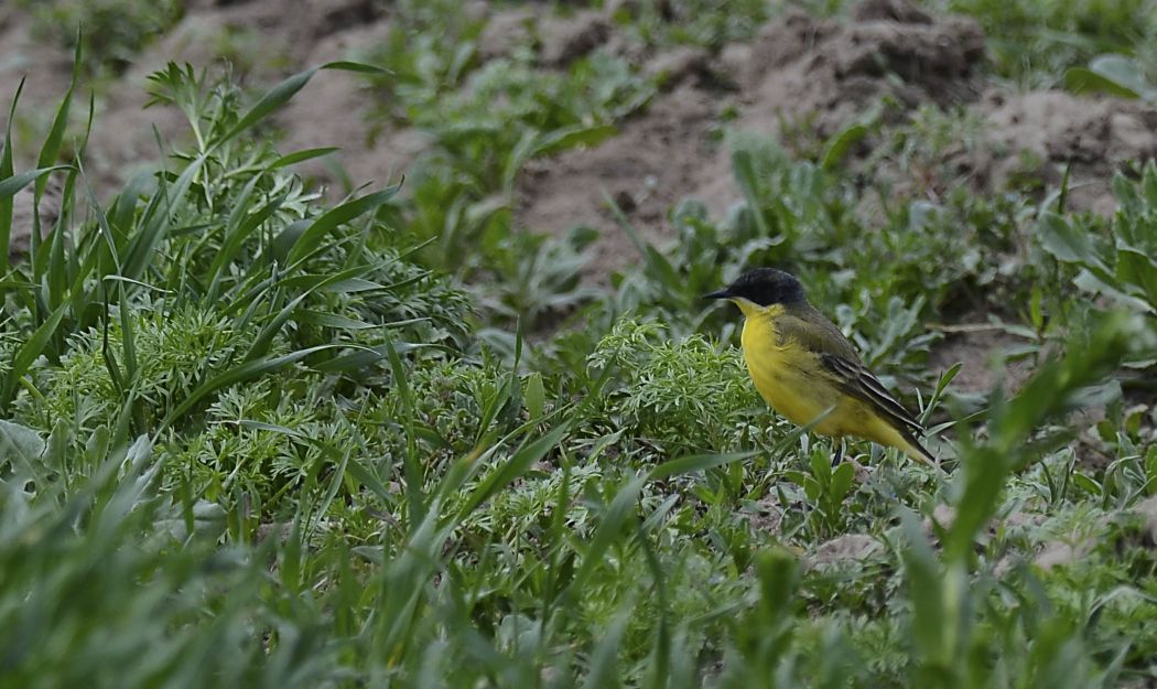 Sarı kuyruksallayan