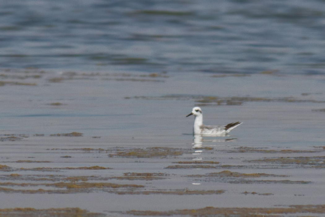 Kızıl denizdüdükçünü