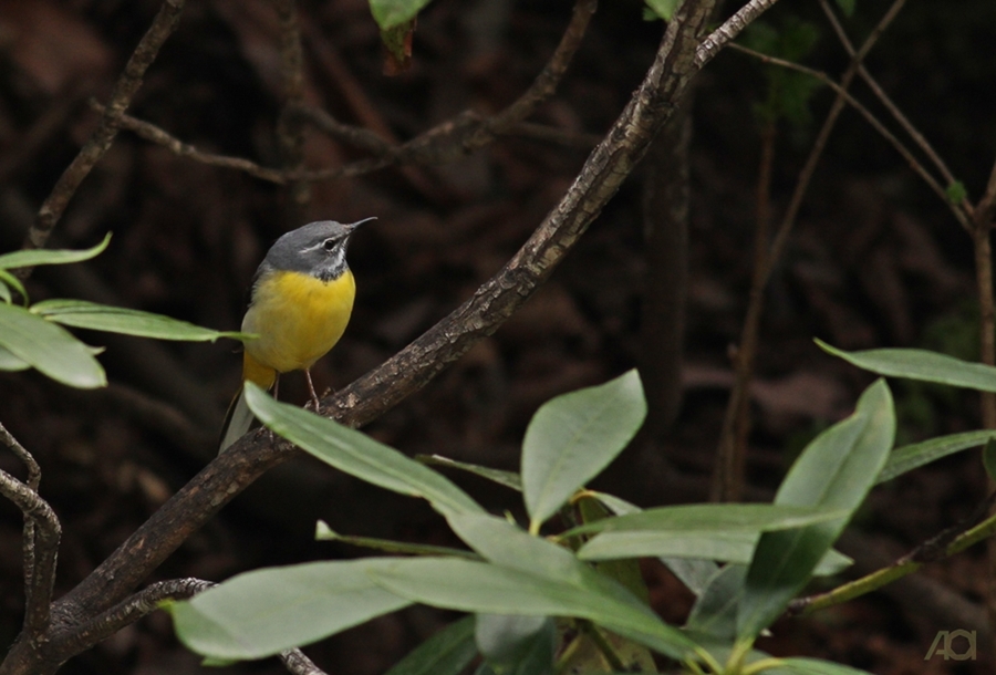 Dağ kuyruksallayanı