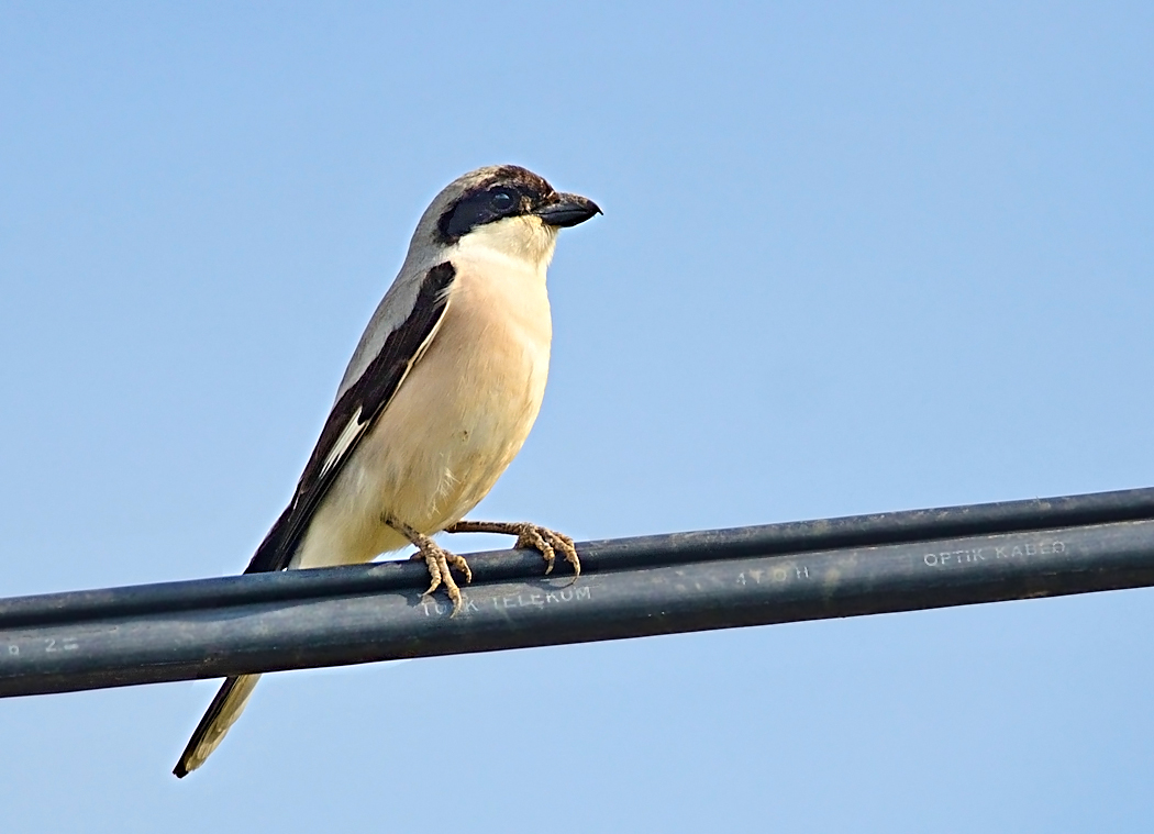 Karaalınlı örümcekkuşu
