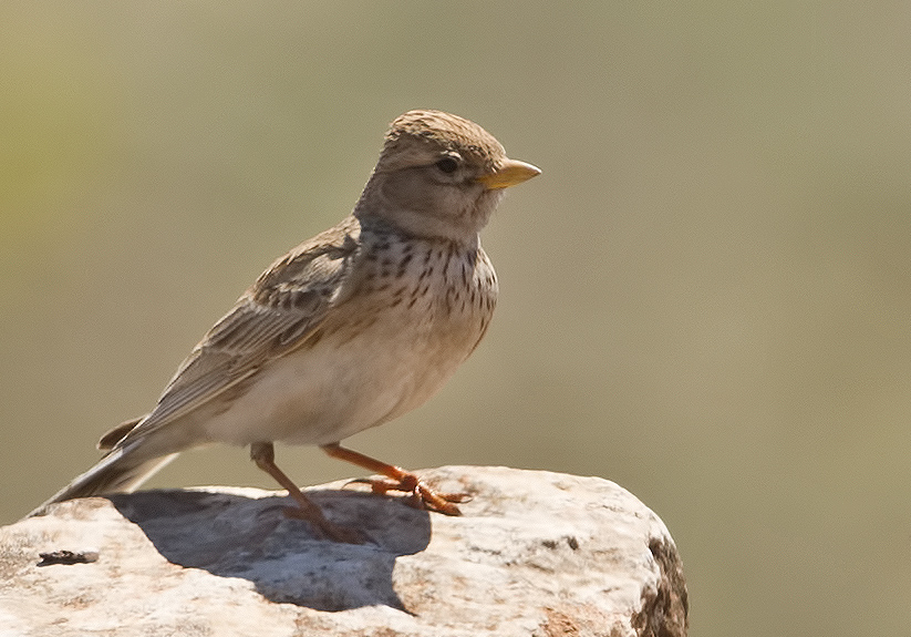 Türkistan çorak toygarı