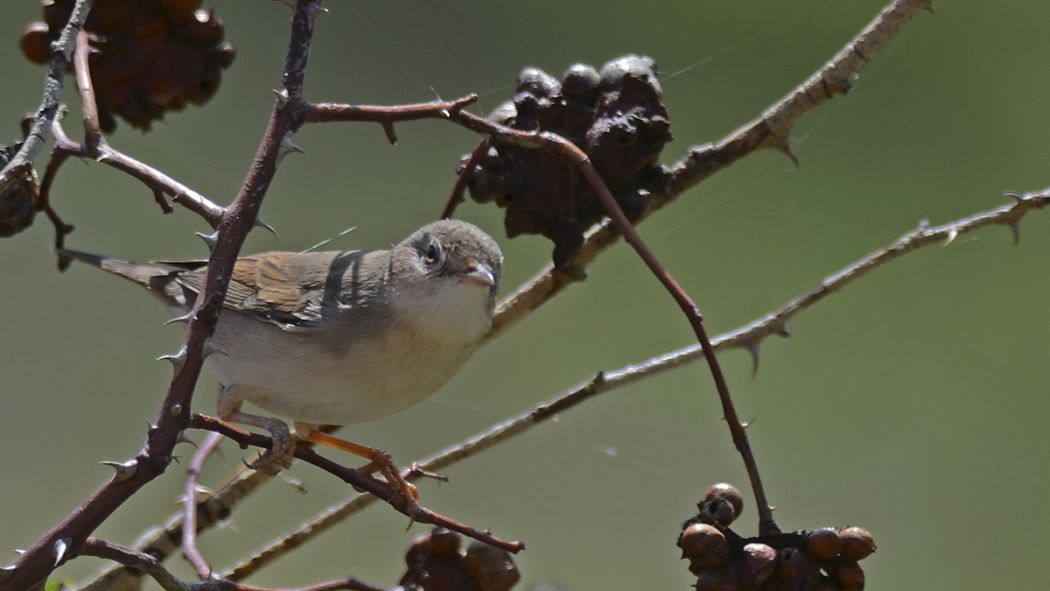 Akgerdanlı ötleğen