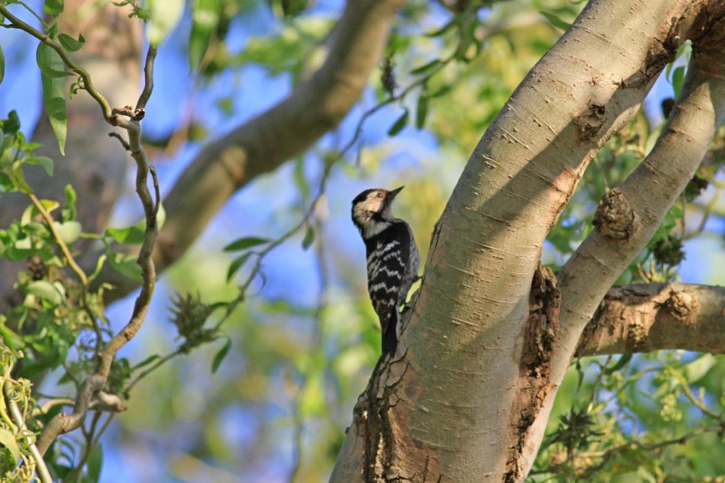 Küçük ağaçkakan