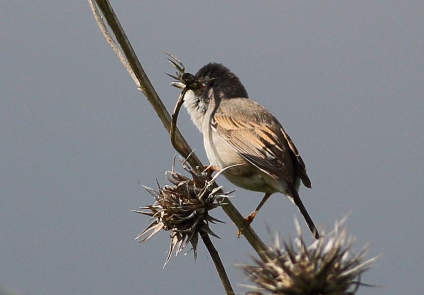 Akgerdanlı ötleğen