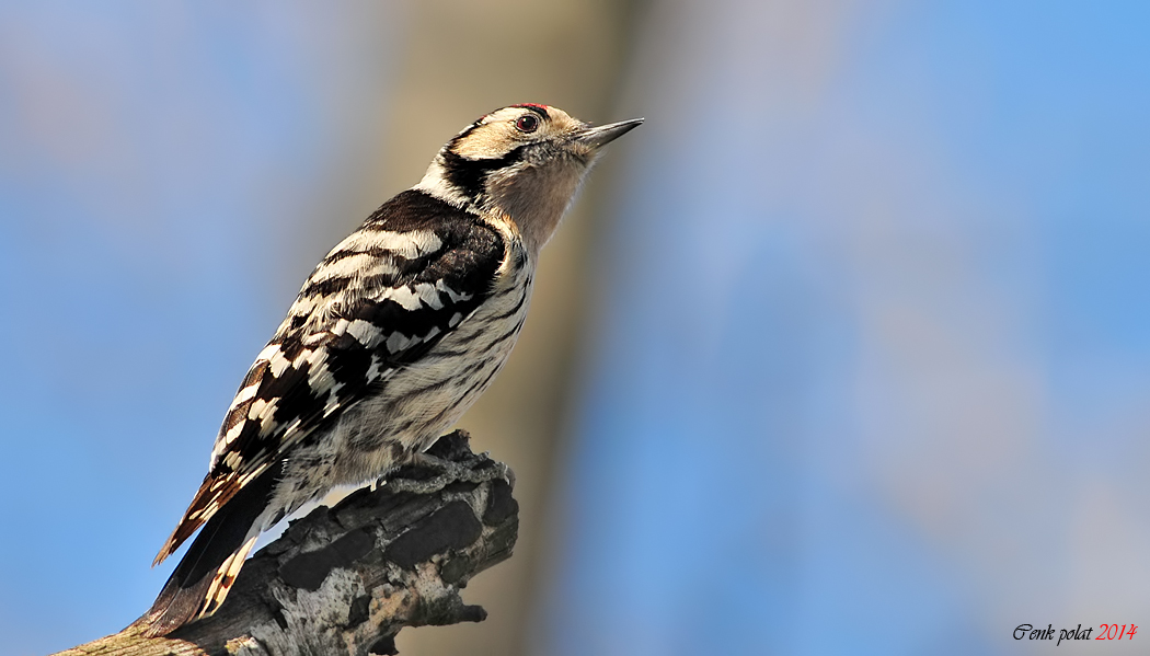 Küçük ağaçkakan