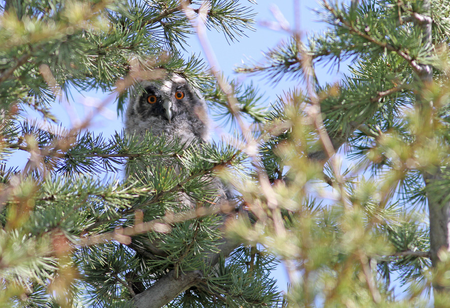 Kulaklı orman baykuşu