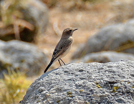 Karakulaklı kuyrukkakan